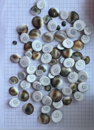 Глаз шивы ракушка 🐚