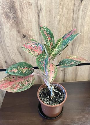 Аглаонема сорт lychee red