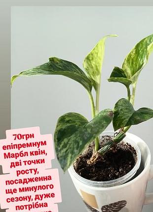 Вариегатная и неприхотливая эпипремнум марбл квин сциндапсус ароидные растения