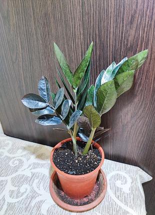 Заміокулькас замієлистий равен (zamioculcas zamiifolia raven)