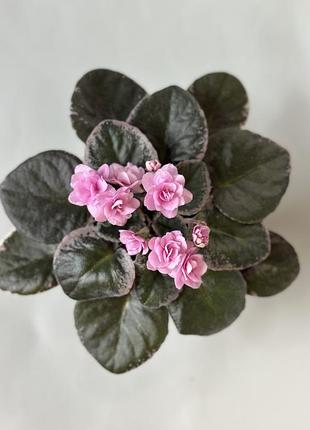 Cajun’s roses anyone доросла фіалка