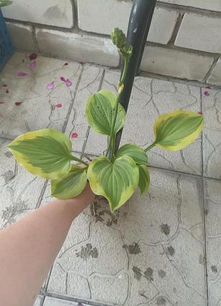 Хоста сортова.