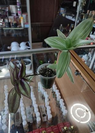 Традесканция различных сортов 2