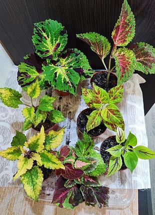 Колеус (coleus)