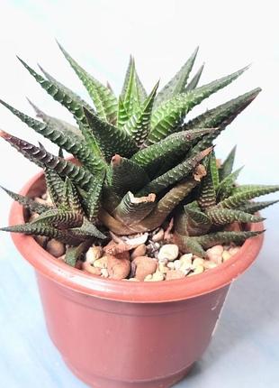 Хавортия haworthia limifolia взрослая с детками, суккулент в горшке 8см