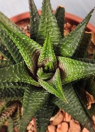 Хавортія haworthia limifolia доросла з дітками, сукулент у горщику