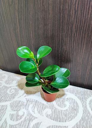 Пеперомія (peperomia obtusifolia)