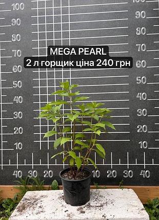 Гортензія mega pearl с2 мега перл 2 л горщик