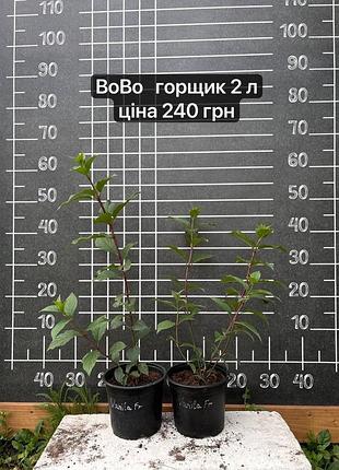 Гортензія вово с2 горщик 2 л бобо
