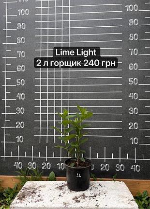 Гортензія с2 limelight 2л горщик лайм лайт
