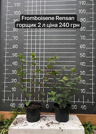 Гортензія fromboisene rensan с2 2 л горщик