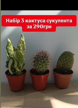 Набір 3шт сукуленти кактуси опунція варієгатна суккуленти вазон кімнатні рослини