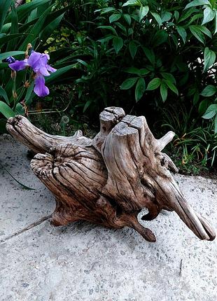 Коряга для інтер'єру, коряга для саду, коряга, коряга з акації