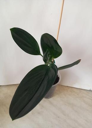 Сциндапсус treubii dark (dark form)