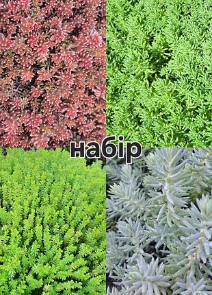 Очиститель (седум) coral carpet вечнозеленый 8