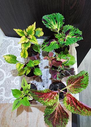 Колеус (coleus)