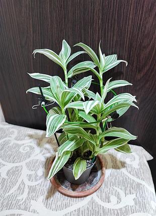 Традесканция альбовитата (tradescantia fluminensis albovittata)
