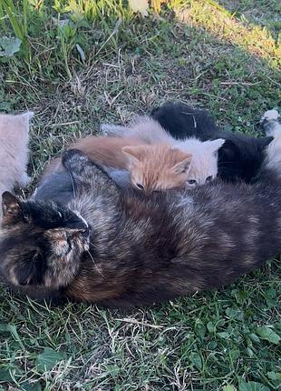 Кошенята гарненькі