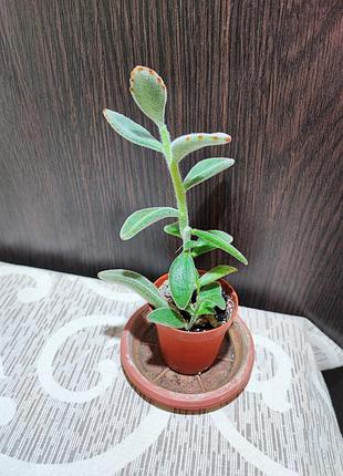 Каланхое повстисте (kalanchoe tomentosa)