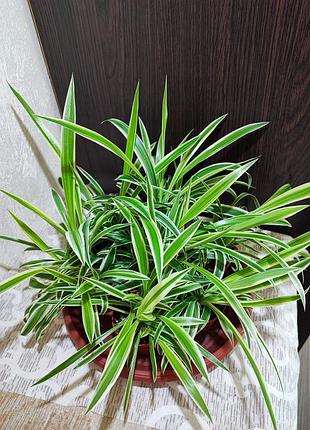 Хлорофітум чубатий оушен (chlorophytum comosum ocean)