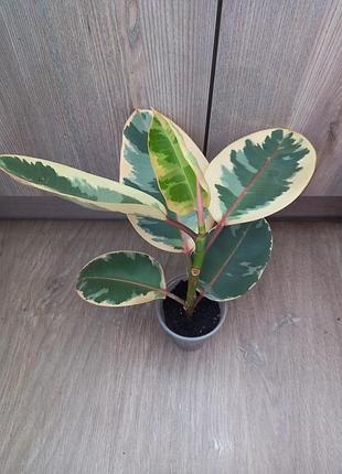 Фікус  'elastica belize