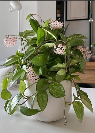 Кімнатний плющ (хойя)