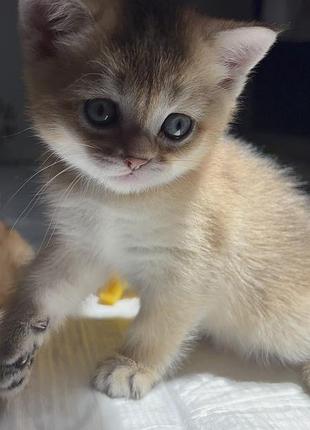 Котята золота шиншила поінт девочкі