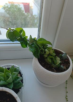 Хойя компакта, hoya carnosa compacta