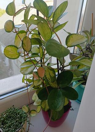 Хойя аустралис лиза (hoya australis lisa)