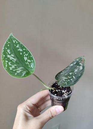 Сциндапсус pictus argyraeus 4