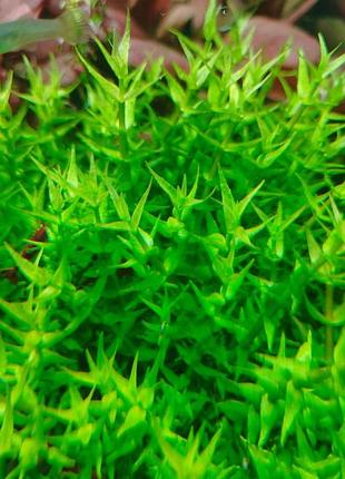 Грациола ауреа (gratiola aurea)