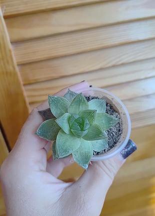 Хавортія купчаста (haworthia cymbiformis)