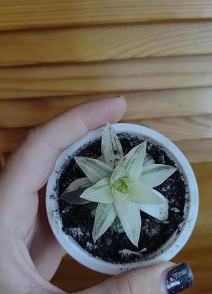 Хавортія cymbiformis variegata 2