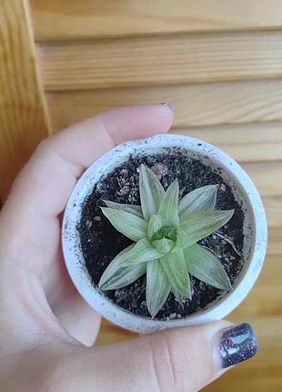 Хавортія cymbiformis variegata