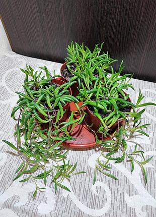 Оттона капська (crassothonna capensis)