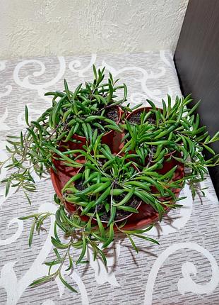 Оттона капская (crassothonna capensis) 2