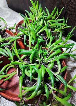 Оттона капская (crassothonna capensis) 3