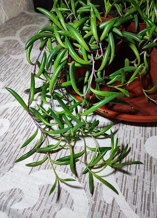 Оттона капская (crassothonna capensis) 4
