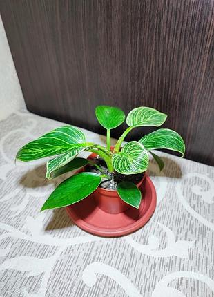 Филодендрон биркин (philodendron birkin) 3