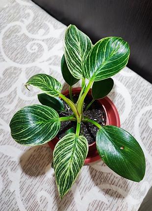 Филодендрон биркин (philodendron birkin) 2