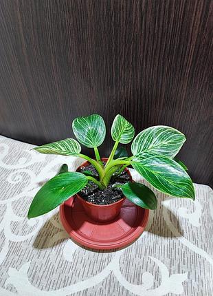 Филодендрон биркин (philodendron birkin)