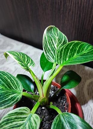 Филодендрон биркин (philodendron birkin) 4