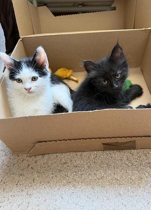 Котята в надежные руки