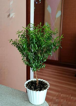 Мирт деревце домашнее 46 см +