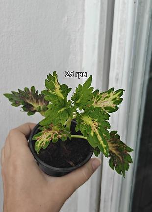 Коллеусы комнатные растения 3
