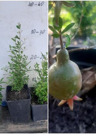 Кімнатний гранат нана