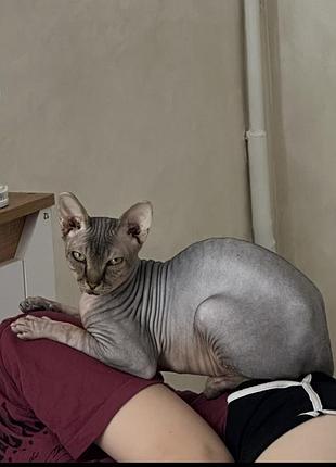 Котик породи сфінкс