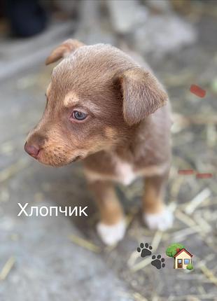 Цуценята в добрі руки