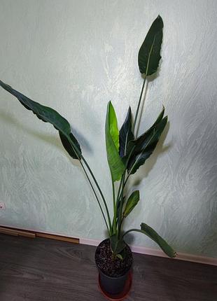 Стреллиция королевская (strelitzia reginae)