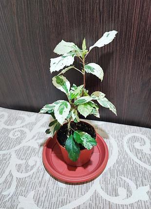 Гибискус снежная королева (hibiscus rosa-sinensis variegata snow queen)